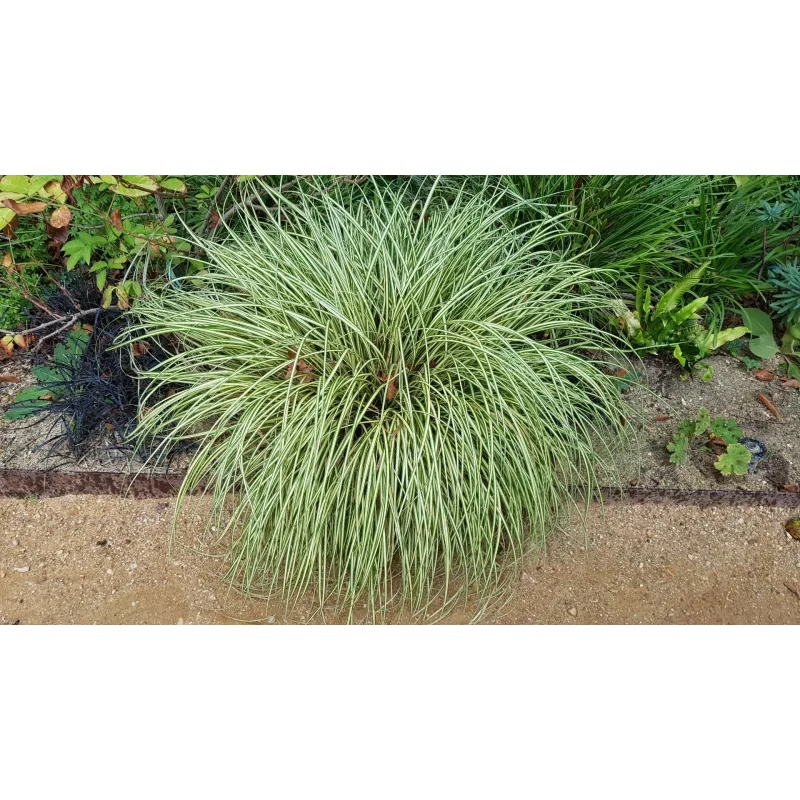 Carex oshimensis 'Evergold' / Laîche d’Oshima Evergold / Conteneur de 2 à 2.9 litres / Graminée