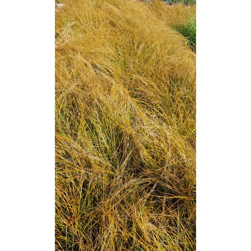 Carex testacea 'Prairie Fire' / Laîche orange / Conteneur de 2 à 2.9 litres