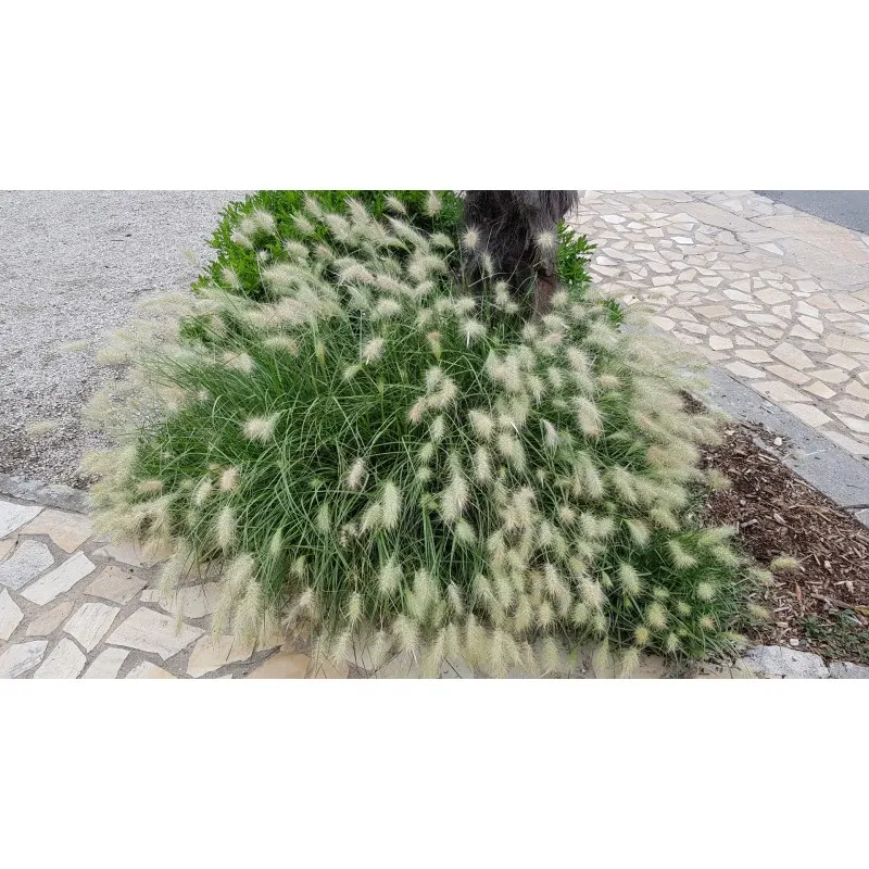Pennisetum villosum / Herbe aux écouvillons / Conteneur de 2 à 2.9 litres