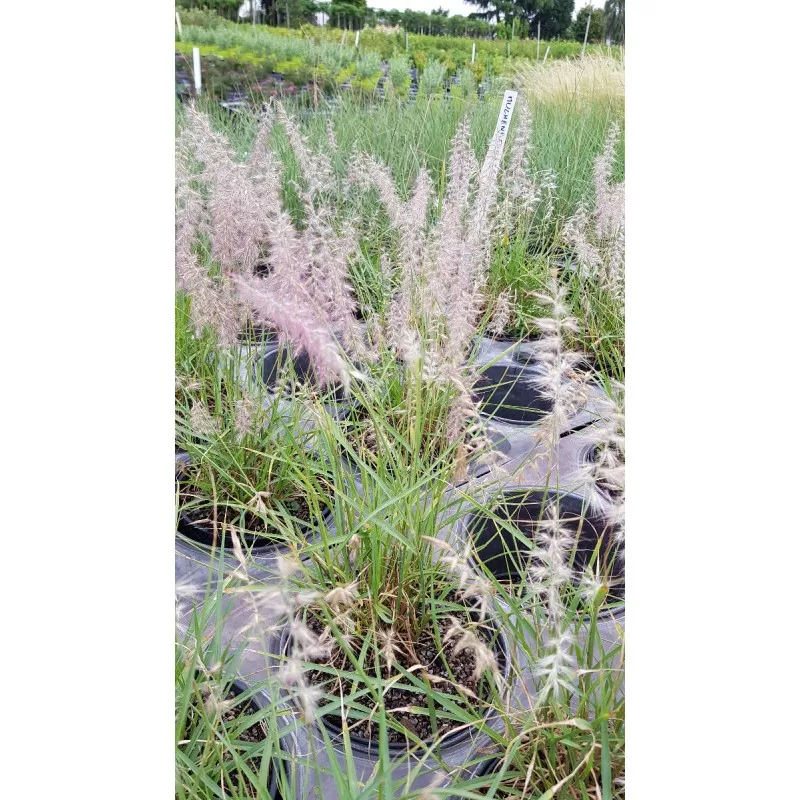 Pennisetum orientalis / Herbe aux écouvillons / Conteneur de 2 à 2.9 litres