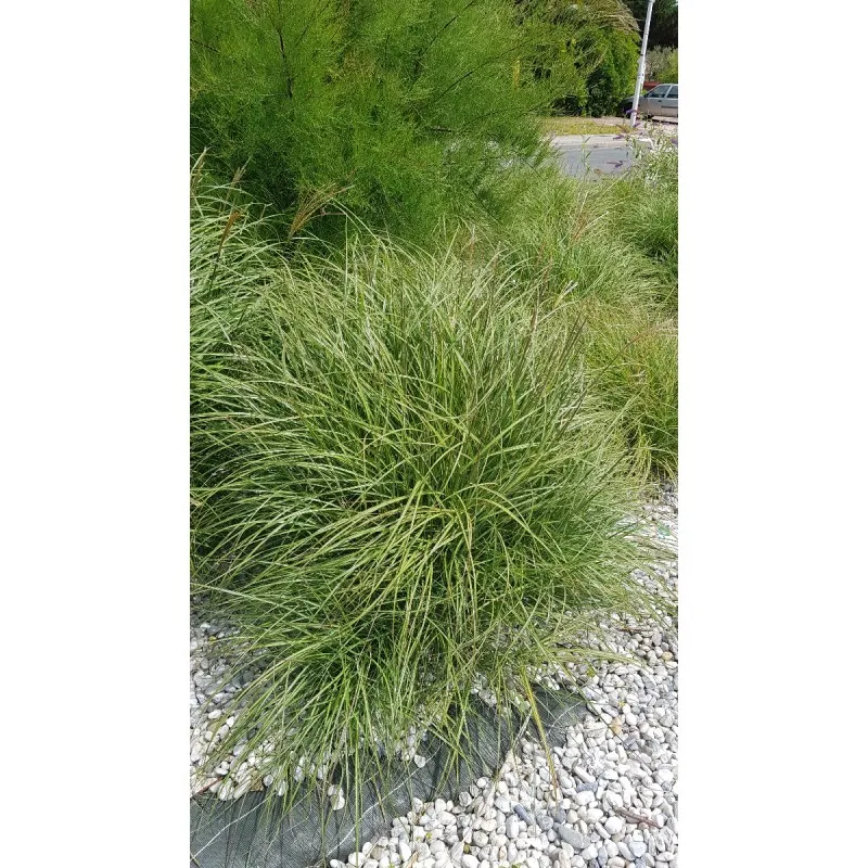 Miscanthus sinensis 'Adagio' / Roseau de Chine / Conteneur de 2 à 2.9 litres