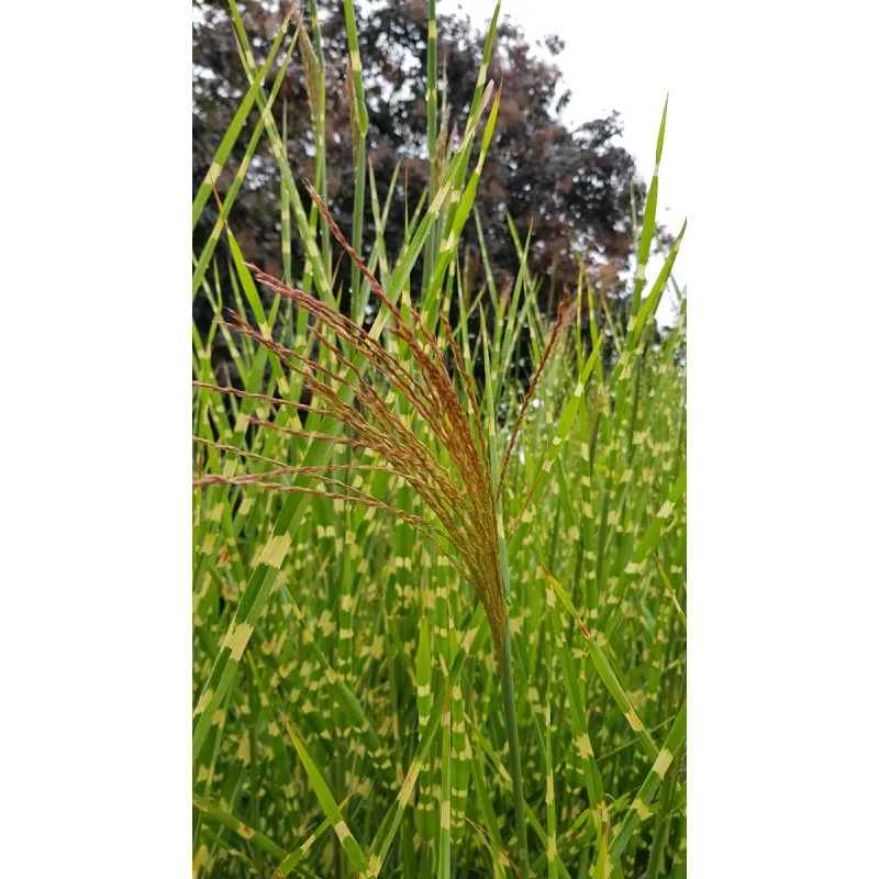 Miscanthus sinensis 'Strictus' / Roseau de Chine tachetées de jaune / Conteneur de 2 à 2.9 litres
