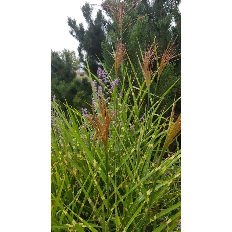 Miscanthus sinensis 'Zebrinus' / Roseau de Chine tacheté de jaune / Conteneur de 2 à 2.9 litres