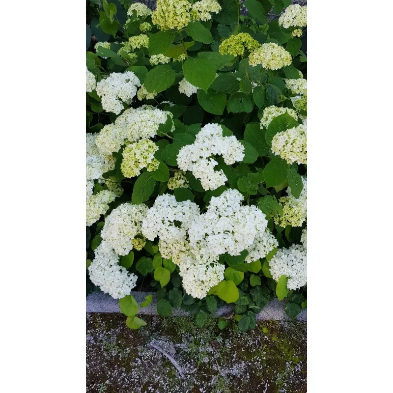 Hydrangea arborescens 'Annabelle' / Hortensia 'Annabelle' / Conteneur de 7 à 10 litres