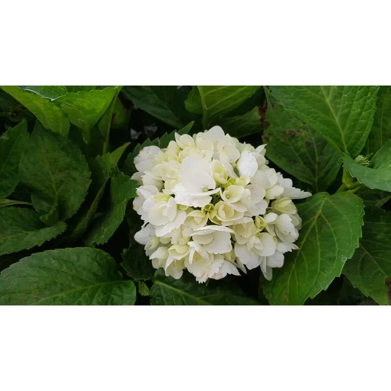 Hydrangea macrophylla 'Soeur Thérèse' / Hortensia blanc 'Soeur Thérèse' / Conteneur de 7 à 10 litres