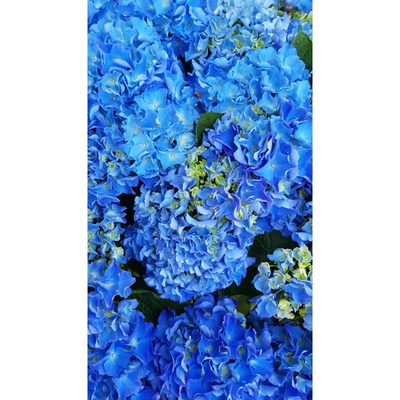 Hydrangea macrophylla 'Benelux (Bleu ou Rose)' / Hortensia 'Benelux (Bleu ou Rose)' / Conteneur de 3 à 4 litres
