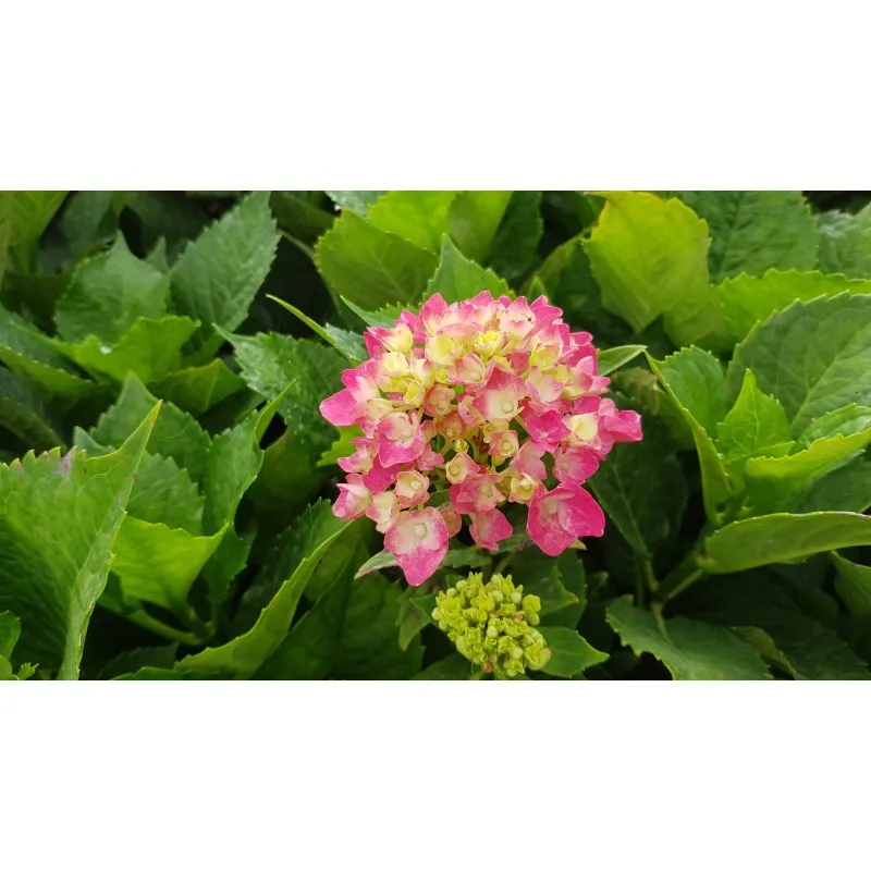 Hydrangea macrophylla 'Rosita' / Hortensia rose 'Rosita' / Conteneur de 7 à 10 litres