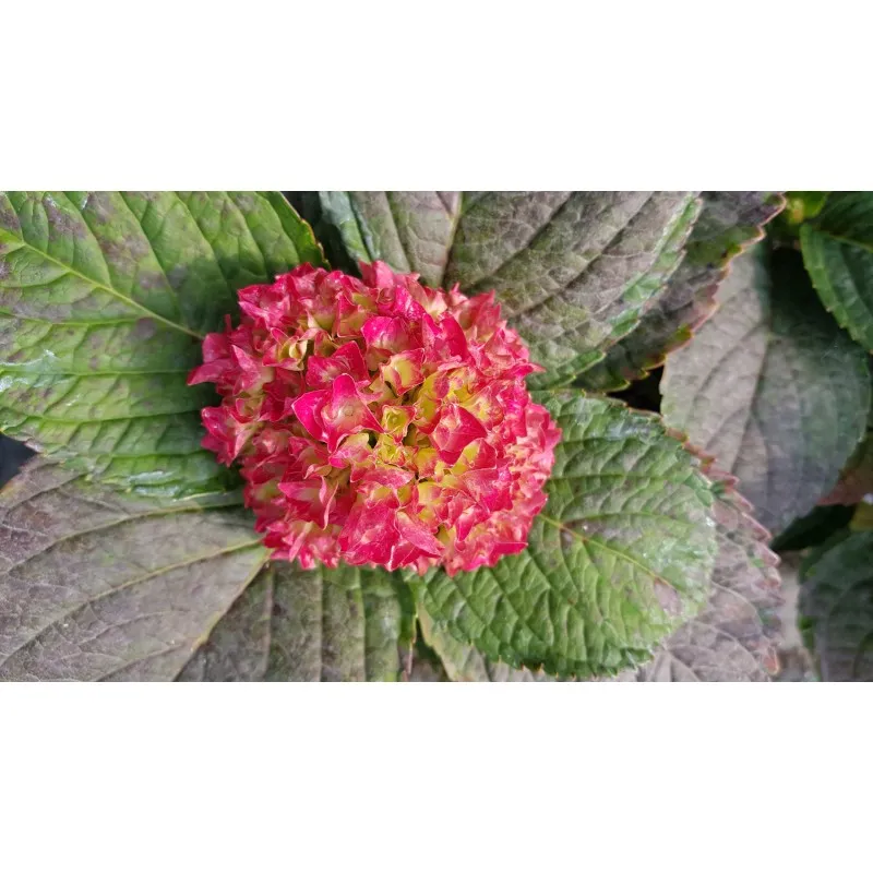Hydrangea macrophylla 'Leuchtfeuer' / Hortensia rouge 'Leuchtfeuer' / Conteneur de 3 à 4 litres