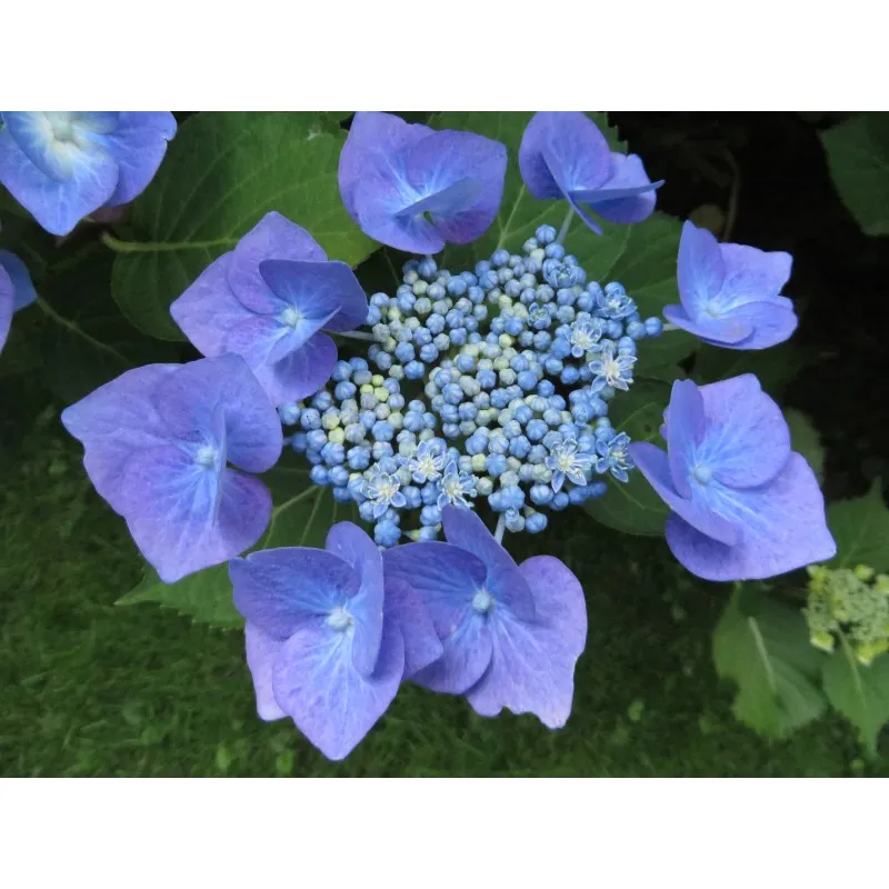 Hydrangea macrophylla 'Teller Blaumeise' / Hortensia à fleurs plates bleu ou rose 'Teller Blaumeise' / Conteneur de 3 à 4 litres