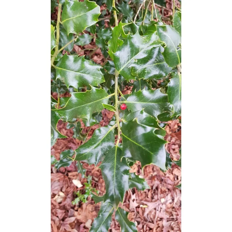 Ilex aquifolium 'Alaska' / Houx commun d'Alaska / Conteneur de 7 à 10 litres