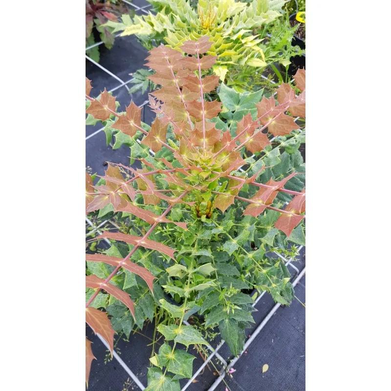 Mahonia x Media 'Winter Sun' / Mahonia hybride 'Winter Sun' / Conteneur de 3 à 4 litres