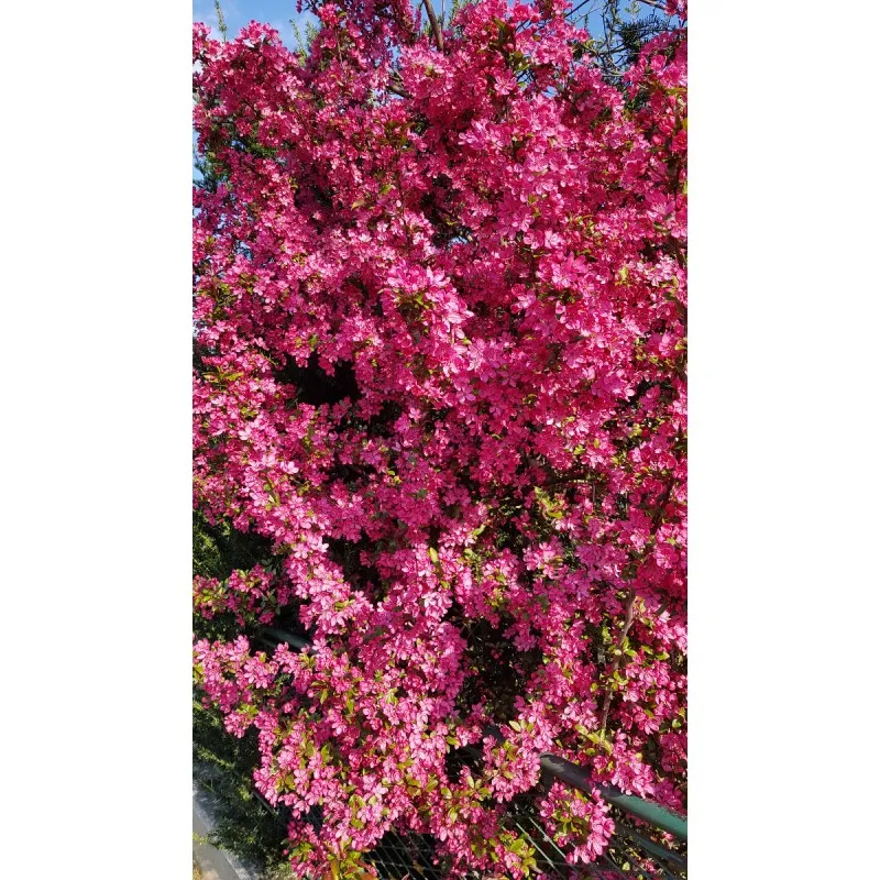 Malus COCCINELLA® 'Courtarou'/ Pommier d'ornement COCCINELLA® 'Courtarou' / Conteneur de 3 à 4 litres