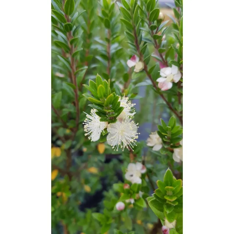 Myrtus communis ssp tarentina / Myrte de Tarente / Conteneur de 3 à 4 litres