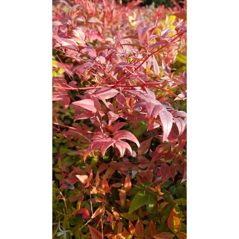 Nandina domestica / Bambou sacré / Conteneur de 3 à 4 litres