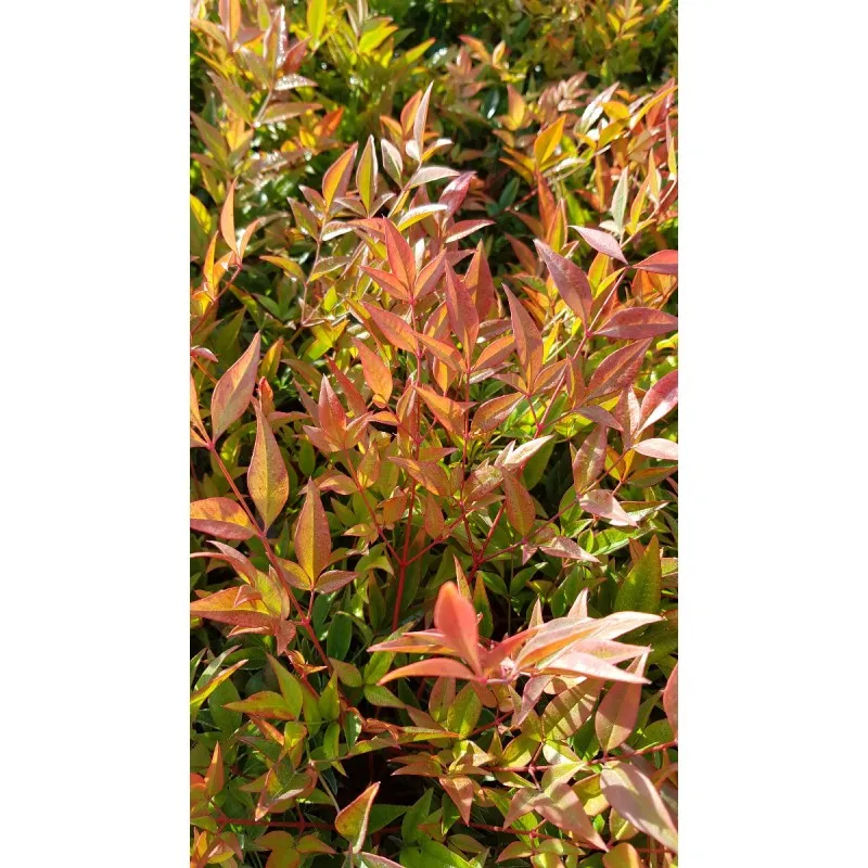 Nandina domestica 'Gulf Stream' / Bambou sacré compact / Conteneur de 3 à 4 litres