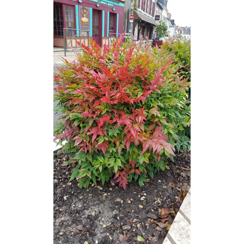 Nandina domestica OBSESSED® 'Seika' / Bambou sacré compact / Conteneur de 3 à 4 litres