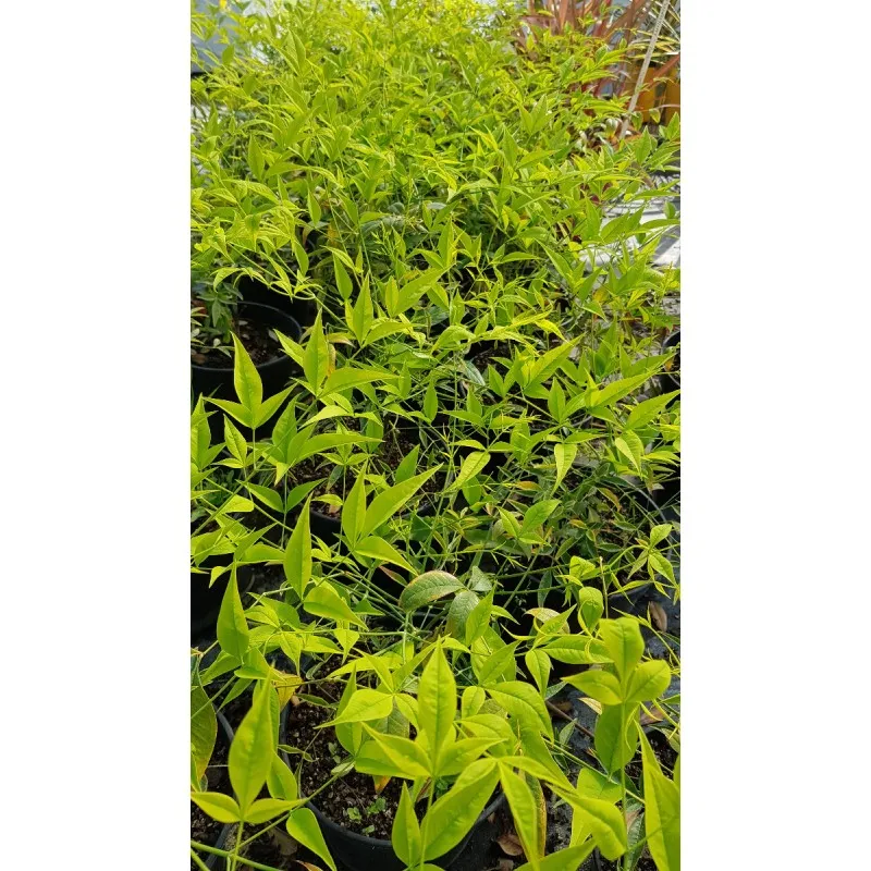 Nandina domestica BRIGHT LIGHT® 'Selten004' / Bambou sacré jaune / Conteneur de 3 à 4 litres