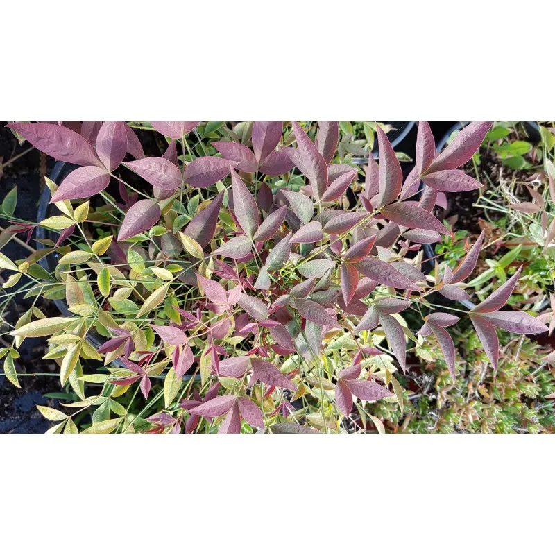 Nandina domestica FLIRT® 'Murasaki' / Bambou sacré nain / Conteneur de 3 à 4 litres