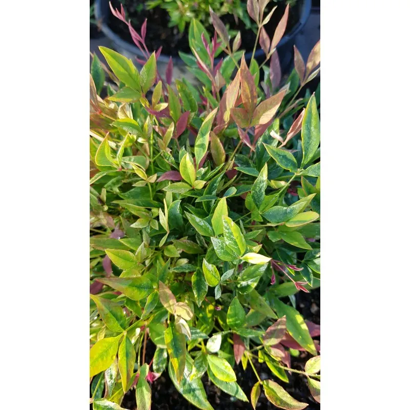 Nandina domestica RED LIGHT® 'NRL2015' / Bambou sacré moucheté de blanc / Conteneur de 3 à 4 litres