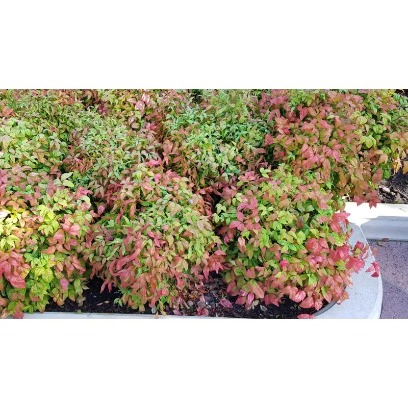 Nandina domestica 'Fire Power' / Bambou sacré boule / Conteneur de 7 à 10 litres