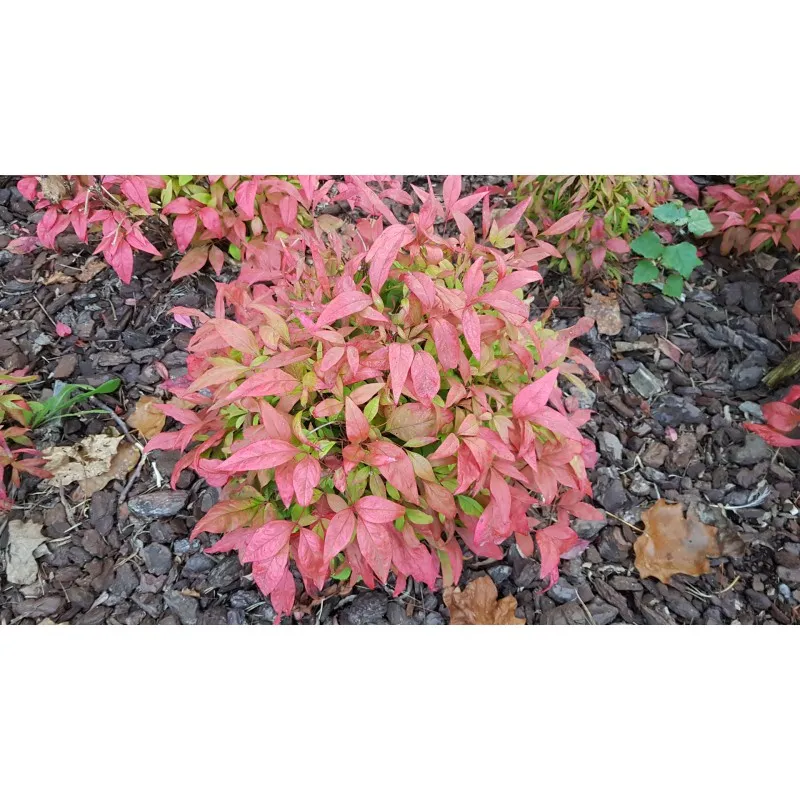Nandina domestica BLUSH PINK® 'Aka' / Bambou sacré boule / Conteneur de 7 à 10 litres