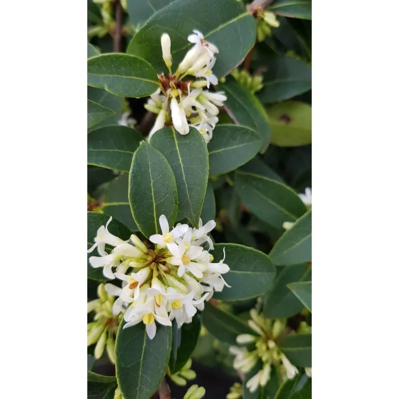 Osmanthus x burkwoodii / Osmanthe de Burkwood / Conteneur de 7 à 10 litres