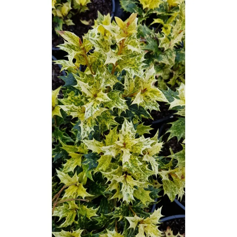 Osmanthus heterophyllus 'Tricolor' / Osmanthe à feuilles de houx Tricolore / Conteneur de 3 à 4 litres