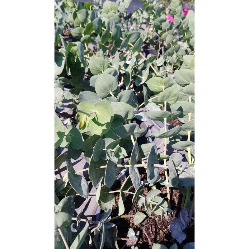Parahebe perfoliata / Véronique rampante à feuilles d'Eucalyptus / Conteneur de 3 à 4 litres