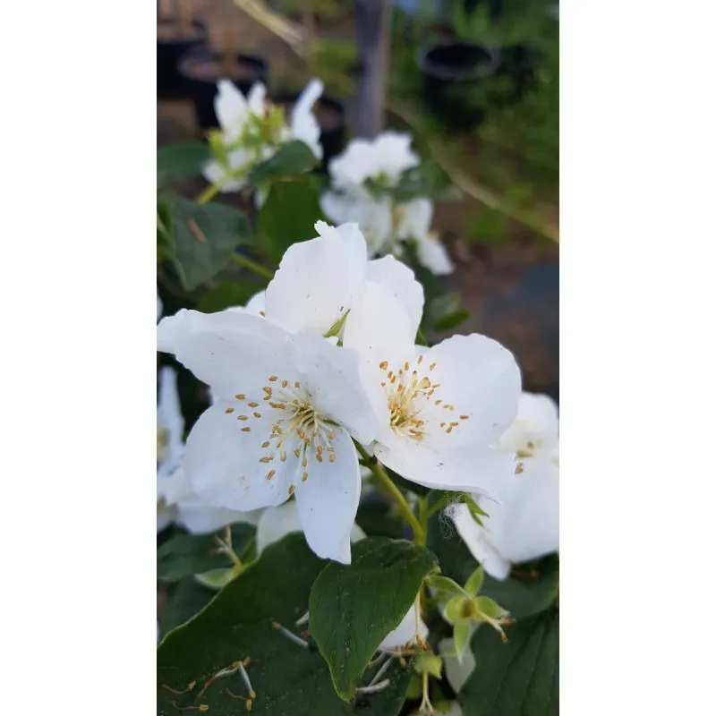 Philadelphus coronarius / Seringat des jardins à fleurs simples / Conteneur de 3 à 4 litres