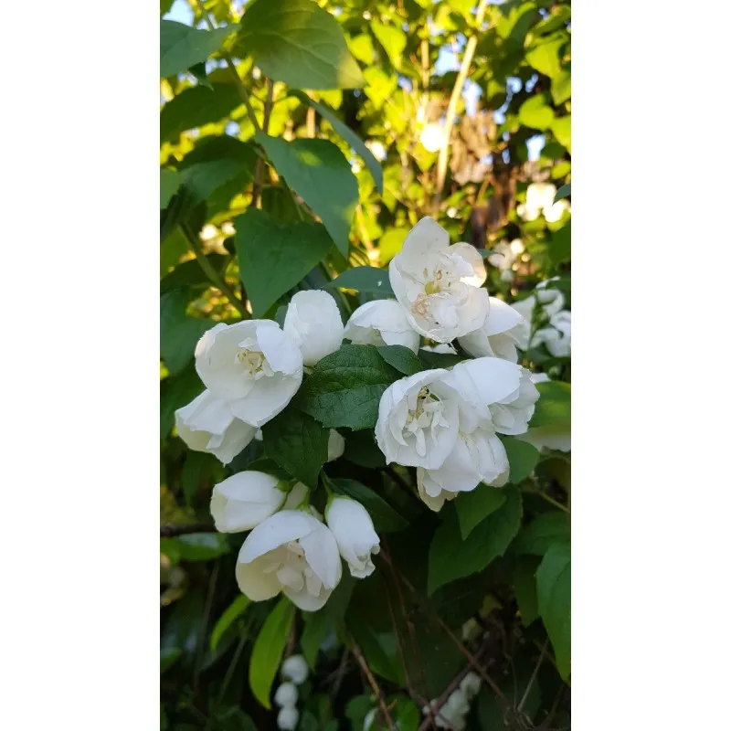 Philadelphus x virginalis 'Virginal' / Seringat des jardins à fleurs semi-doubles / Conteneur de 3 à 4 litres