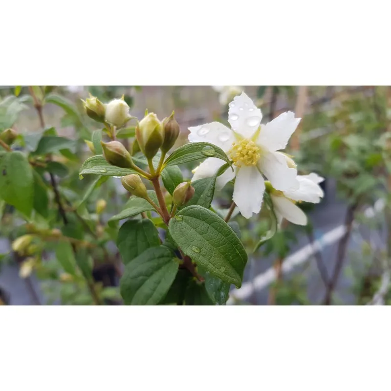 Philadelphus x 'Bouquet Blanc' / Seringat des jardins à fleurs simples / Conteneur de 3 à 4 litres