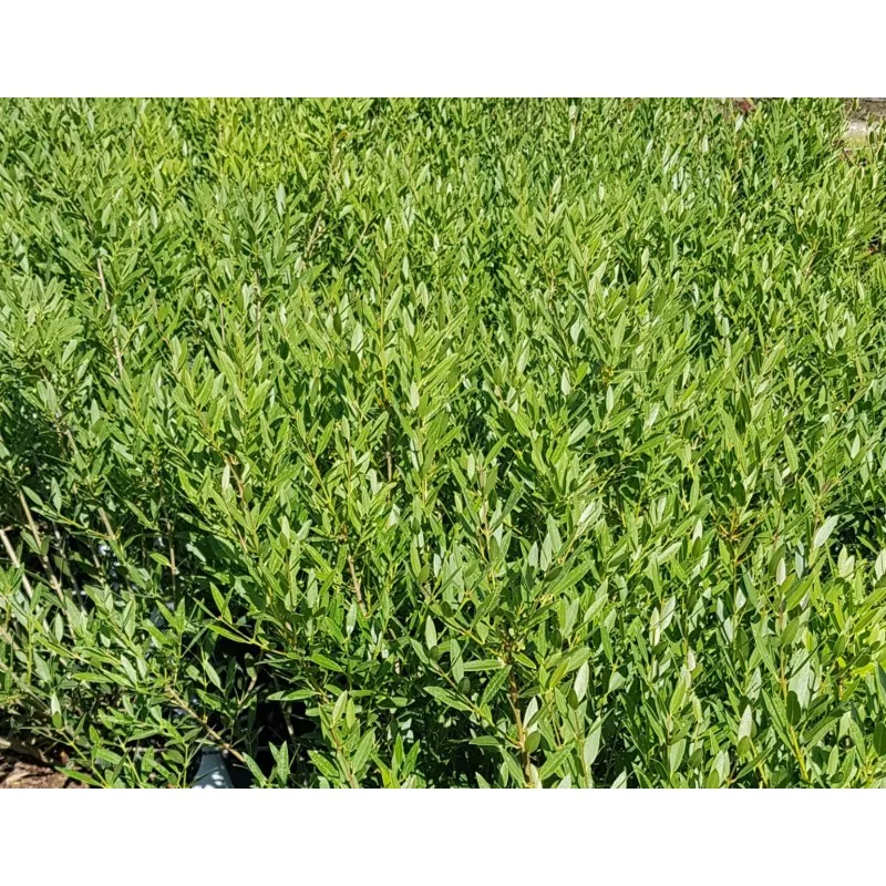 Phillyrea angustifolia / Filaire à feuilles étroites / Conteneur de 3 à 4 litres