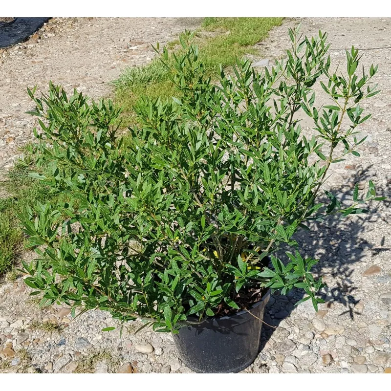 Phillyrea angustifolia / Filaire à feuilles étroites / Conteneur de 7 à 10 litres