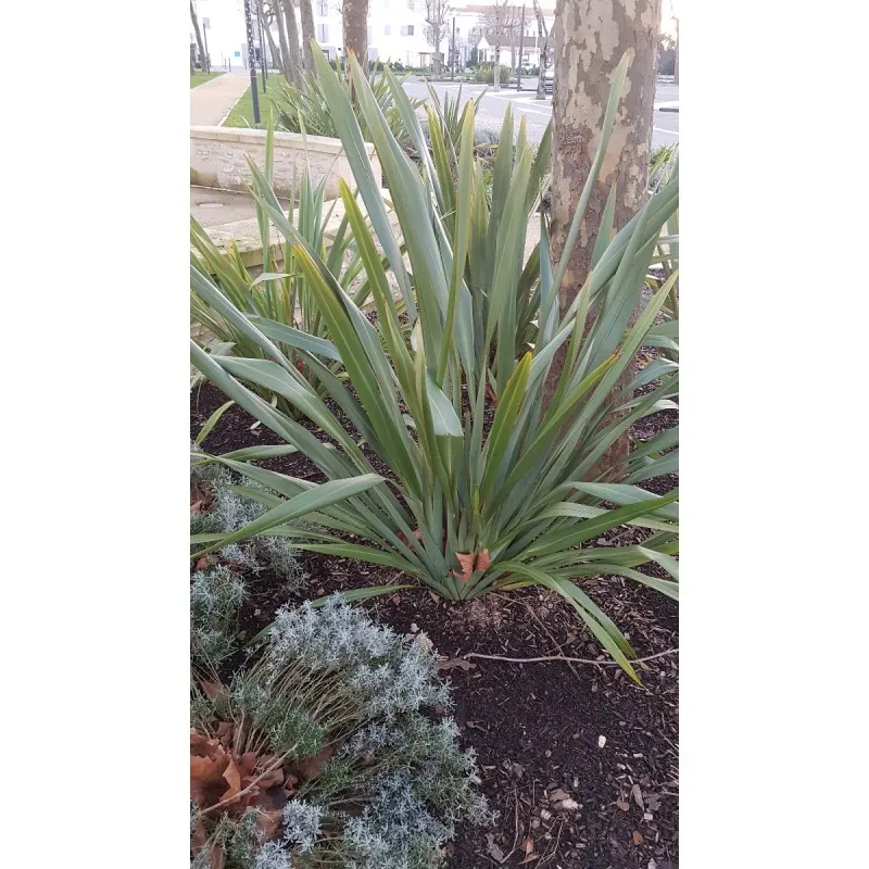 Phormium tenax / Lin de Nouvelle-Zélande / Conteneur de 3 à 4 litres