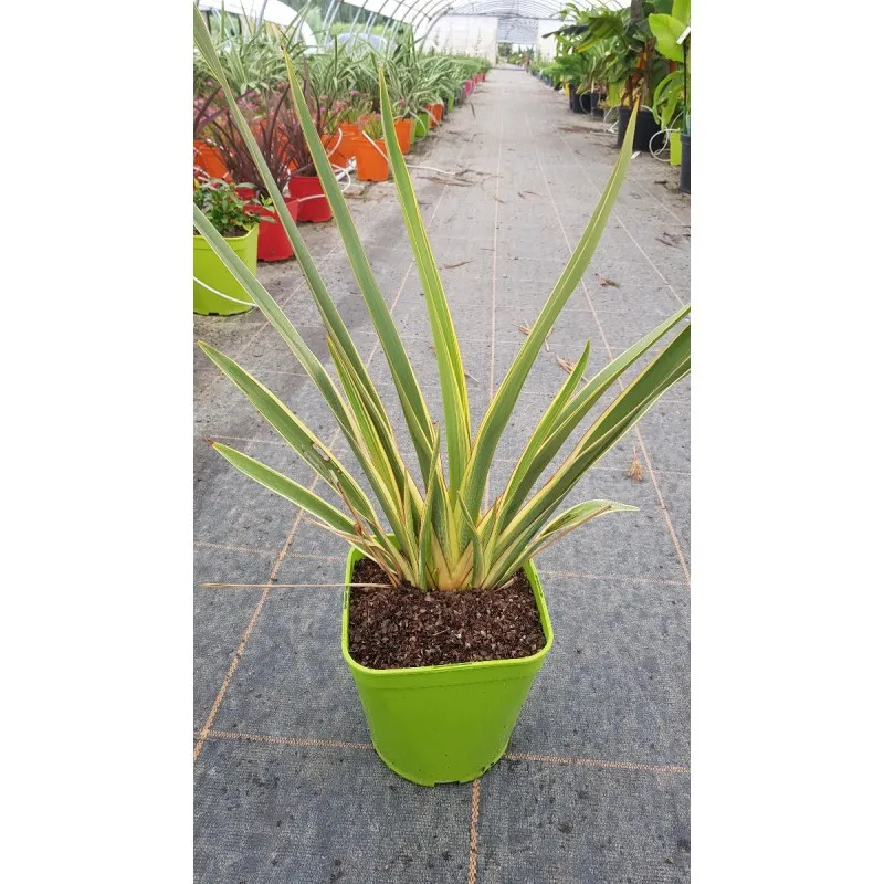 Phormium tenax 'Duet' / Lin de Nouvelle-Zélande nain coloré / Conteneur de 3 à 4 litres