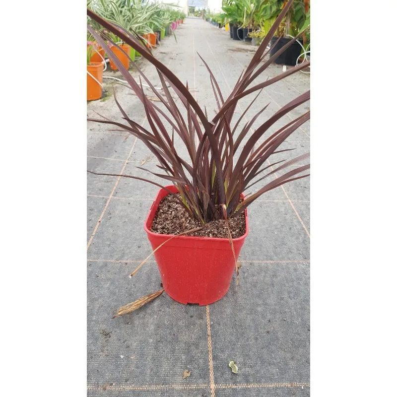 Phormium tenax 'Amazing Red' / Lin de Nouvelle-Zélande nain pourpre / Conteneur de 3 à 4 litres