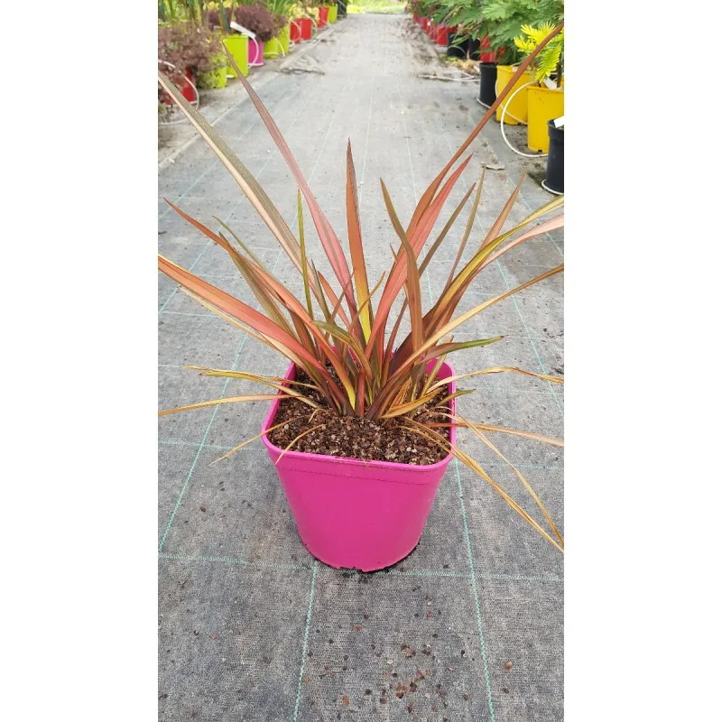 Phormium tenax 'Rainbow Sunrise' / Lin de Nouvelle-Zélande nain coloré / Conteneur de 3 à 4 litres