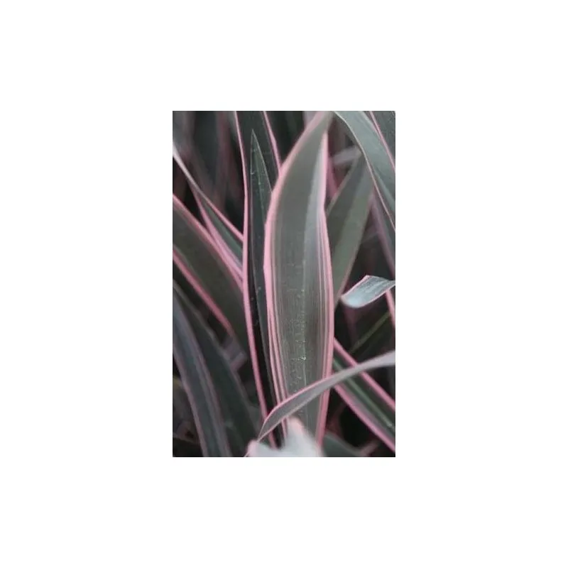 Phormium tenax 'Pink Stripe' / Lin de Nouvelle-Zélande nain coloré / Conteneur de 3 à 4 litres