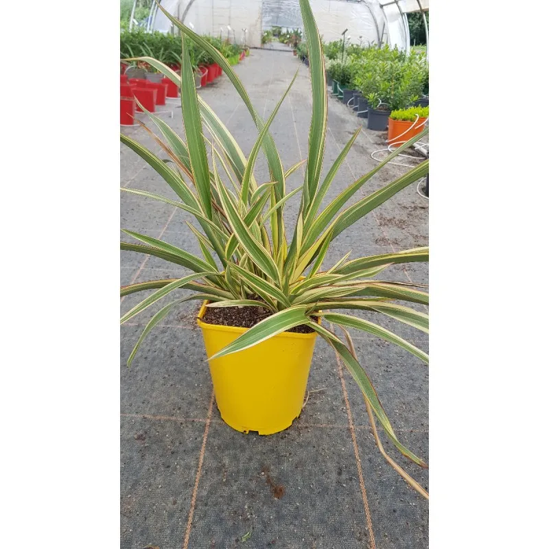 Phormium cookianum 'Tricolor' / Lin de Nouvelle-Zélande nain coloré / Conteneur de 3 à 4 litres