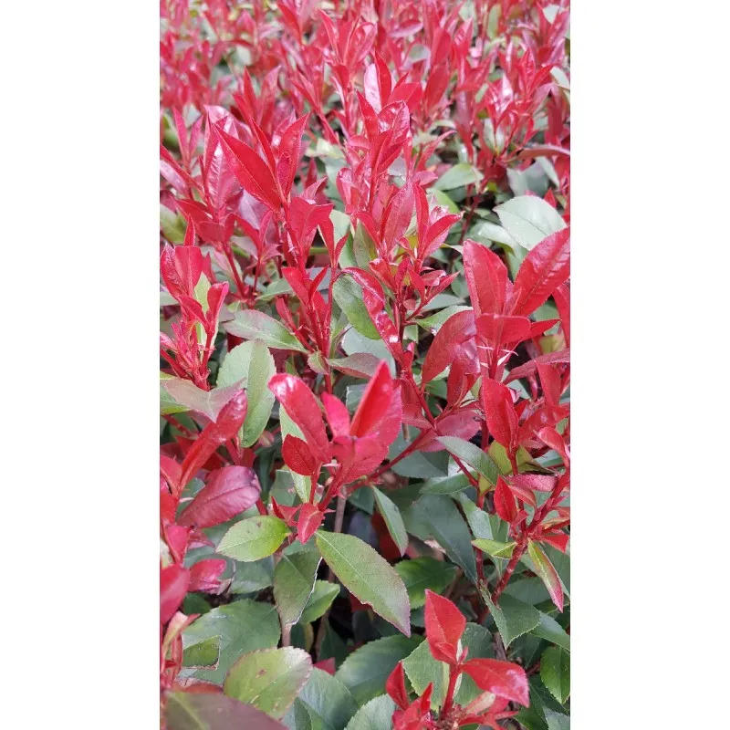 Photinia x fraseri 'Carré Rouge' / Photinia de Fraser compact 'Carré Rouge' / Conteneur de 7 à 10 litres