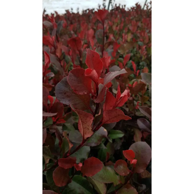 Photinia x fraseri 'Little Red Robin' / Photinia de Fraser nain 'Little Red Robin' / Conteneur de 7 à 10 litres