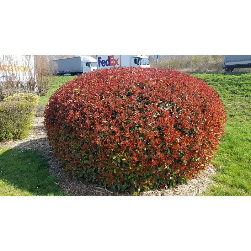 Photinia x fraseri 'Red Robin' / Photinia de Fraser 'Red Robin' / Conteneur de 7 à 10 litres
