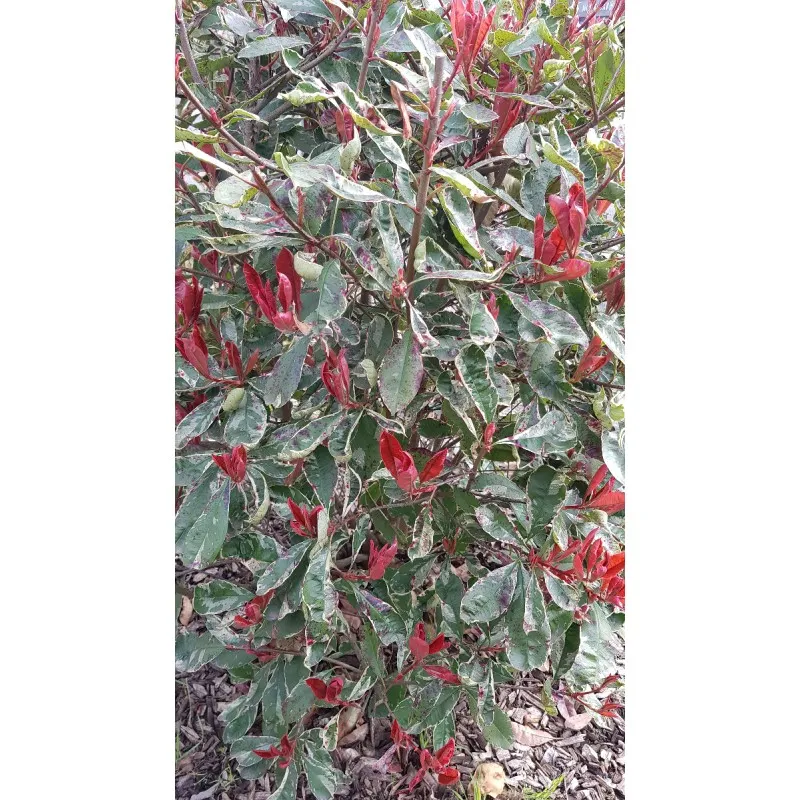 Photinia x fraseri LOUISE® 'McLarlou'/ Photinia de Fraser panaché LOUISE® 'McLarlou' / Conteneur de 5 à 6 litres