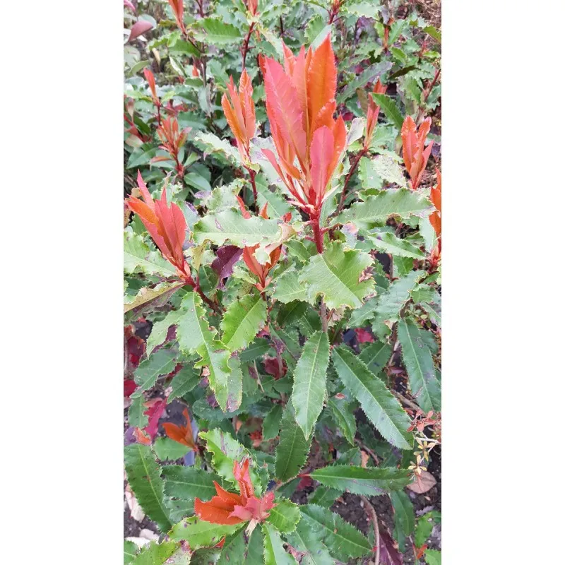 Photinia serratifolia CRUNCHY® 'Rev100' / Photinia à feuilles dentées CRUNCHY® / Conteneur de 7 à 10 litres