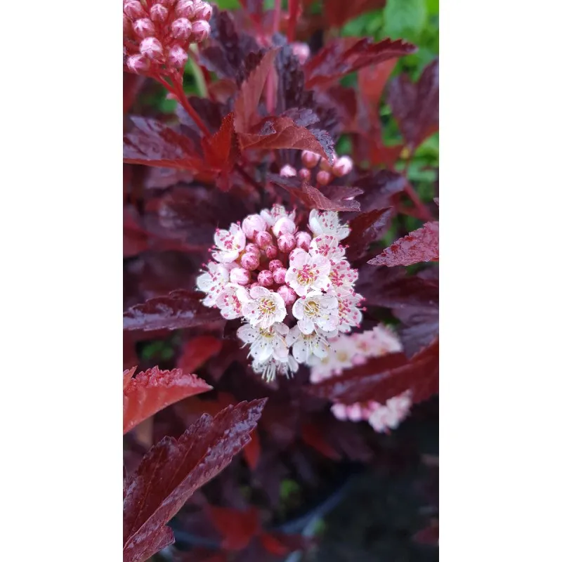 Physocarpus opulifolius DIABLE D'OR® 'Mindia' / Physocarpus à feuilles d'obier DIABLE D'OR® / Conteneur de 7 à 10 litres