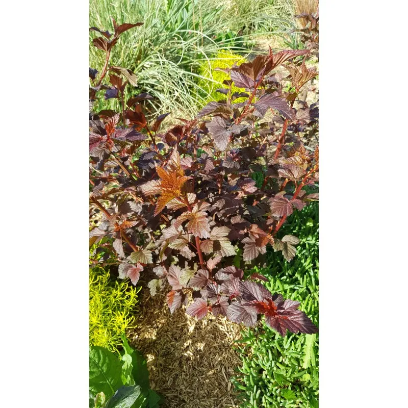 Physocarpus opulifolius 'Diabolo' / Physocarpus à feuilles d'obier 'Diabolo' / Conteneur de 3 à 4 litres