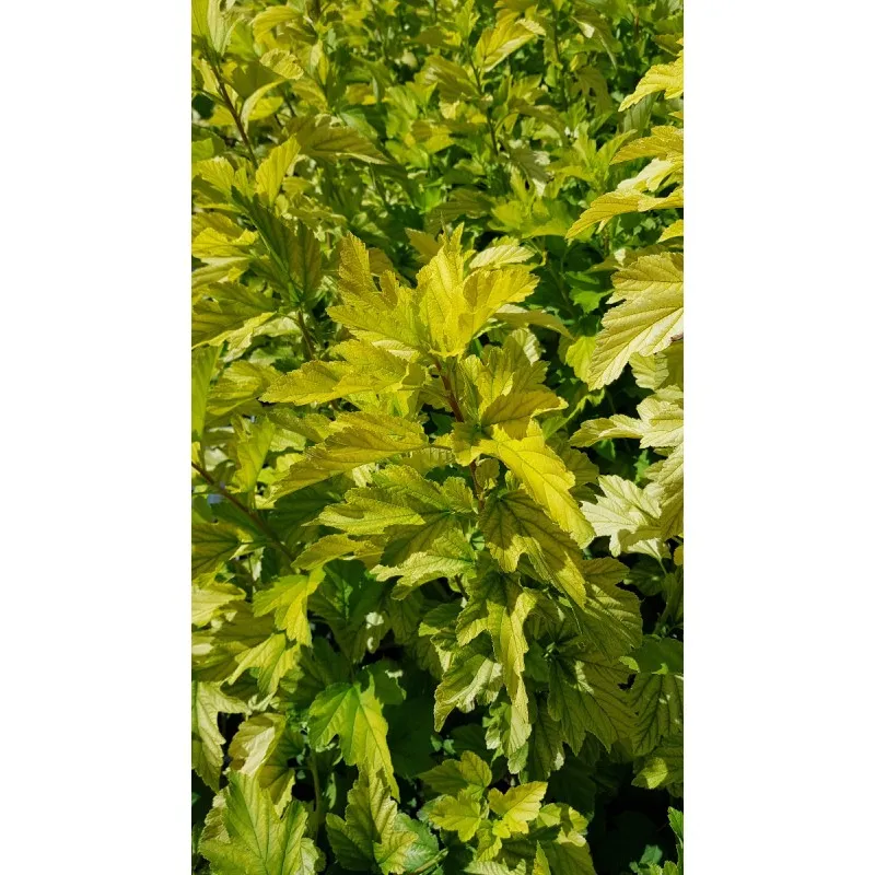 Physocarpus opulifolius ANGEL GOLD® 'Minange' / Physocarpus à feuilles d'obier ANGEL GOLD® 'Minange' / Conteneur de 3 à 4 litres