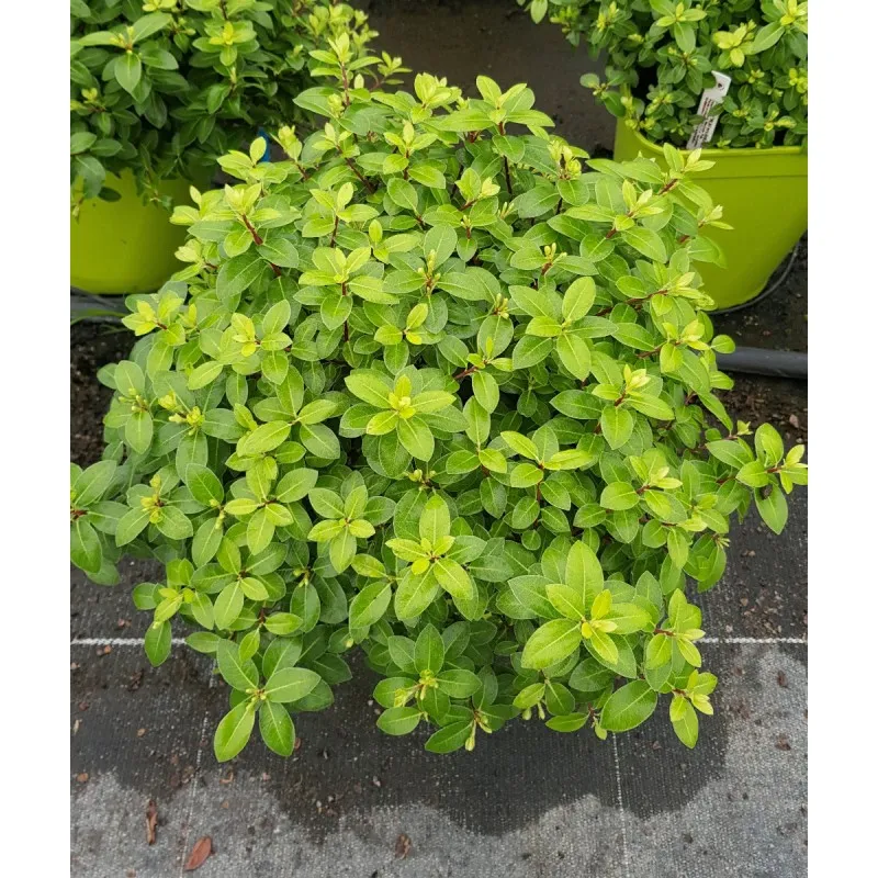 Pittosporum tenuifolium 'Golf Ball' / Pittosporum boule à petites feuilles 'Golf ball' / Conteneur de 3 à 4 litres