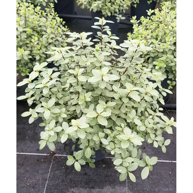 Pittosporum tenuifolium 'Silver Ball' / Pittosporum boule à petites feuilles 'Silver Ball' / Conteneur de 3 à 4 litres
