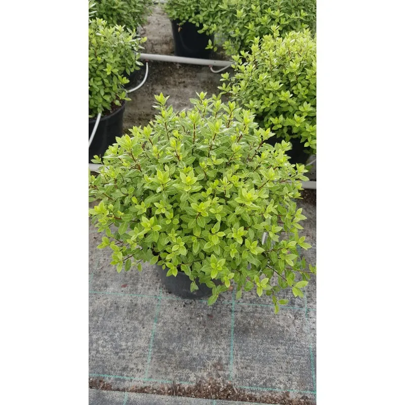 Pittosporum tenuifolium 'Midget' / Pittosporum boule à petites feuilles 'Midget' / Conteneur de 3 à 4 litres